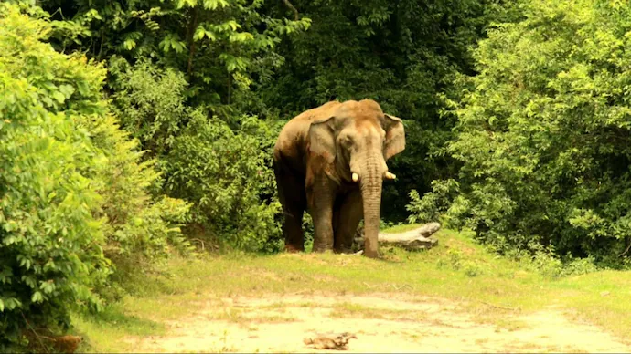 Munnar best reoset|Couple reosts Munnar|Munnar family resorts