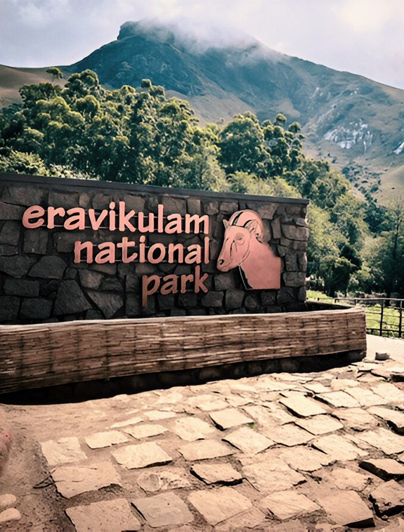 eravikulam national park Munnar - The Leaf Munnar Resort, the best resort in Munnar