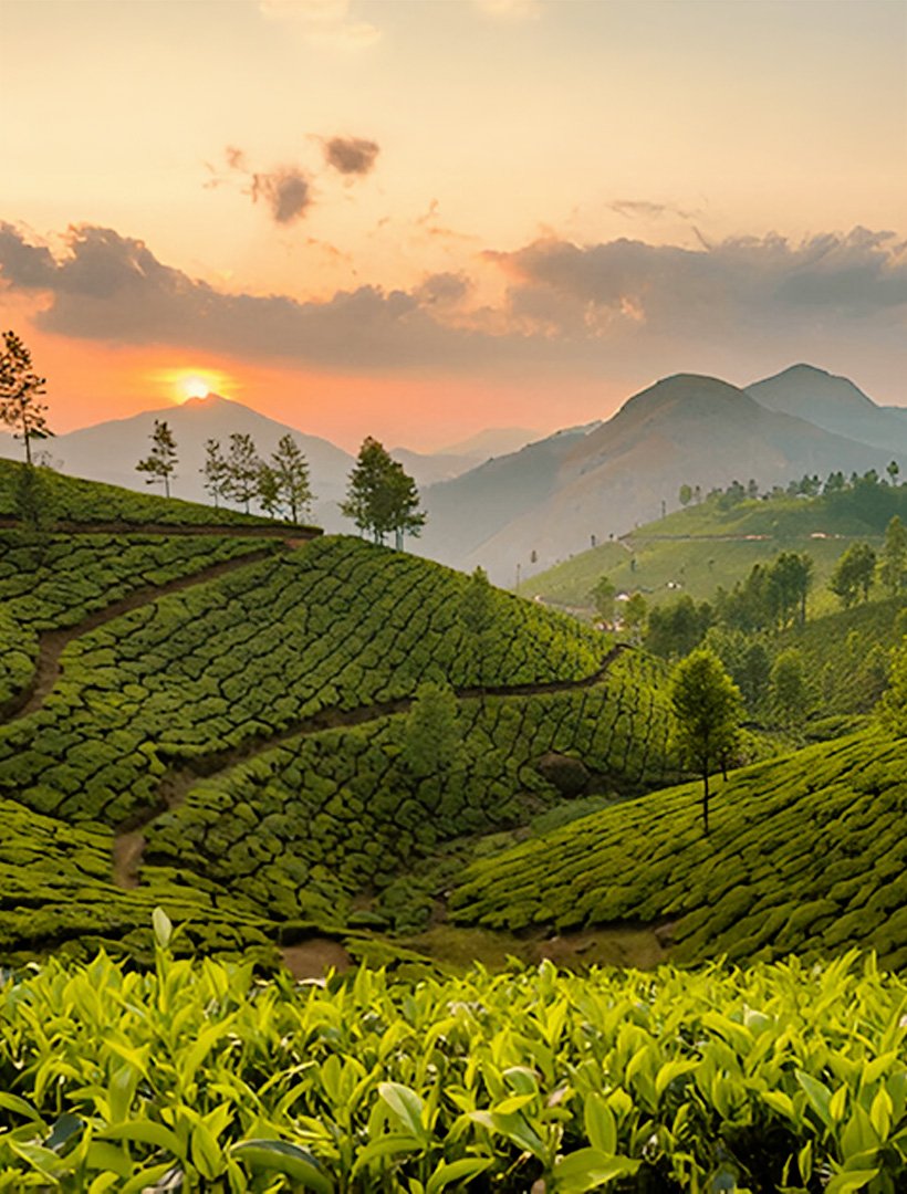 tea gardens Munnar - The Leaf Munnar Resort, the best resort in Munnar