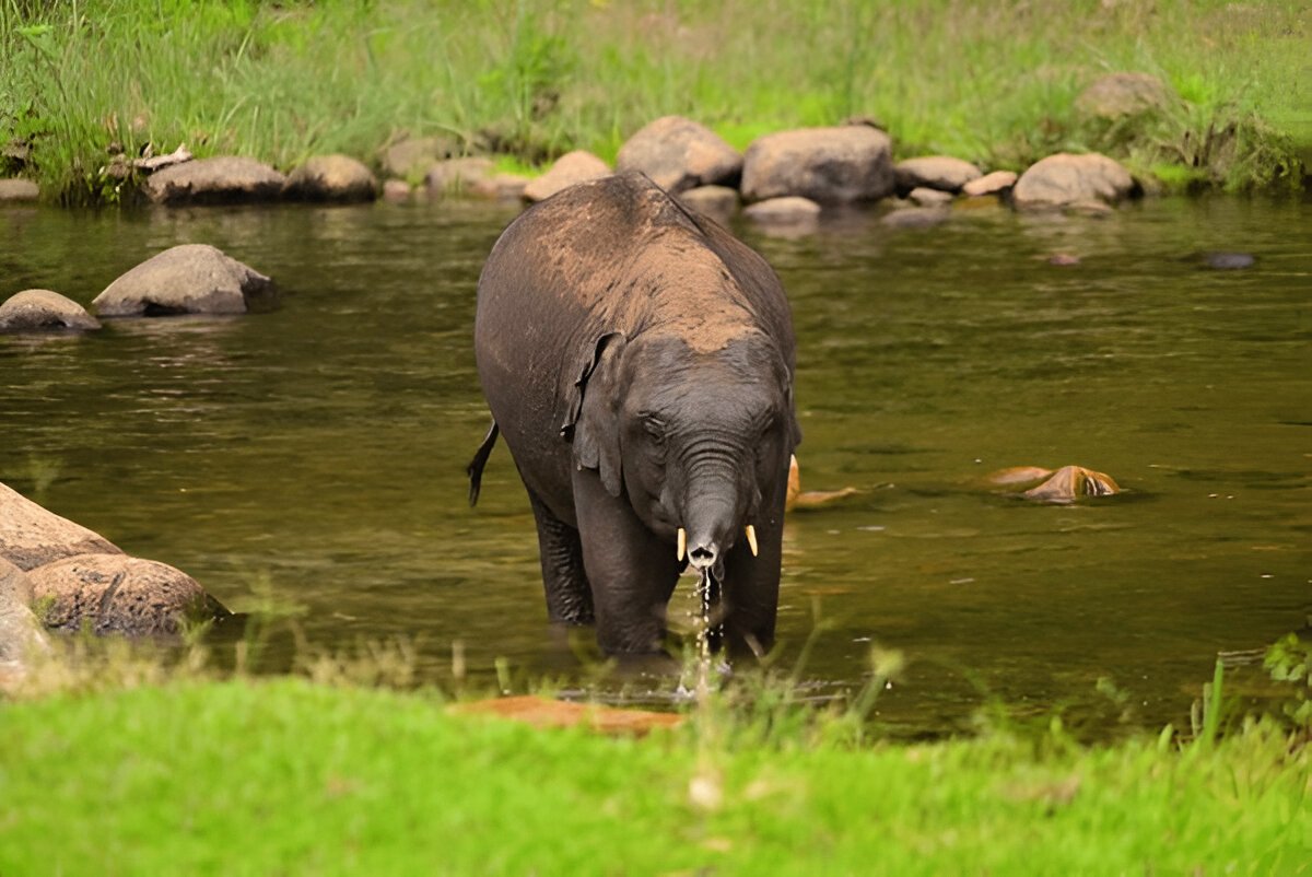 Eravikulam National Park Munnar