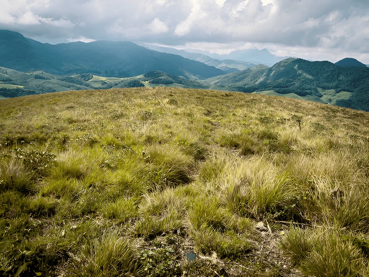 Eravikulam National Park Munnar