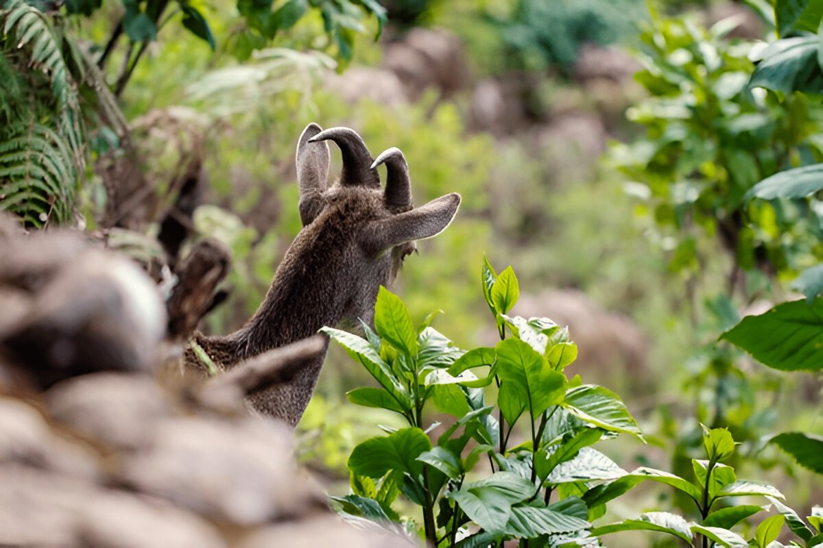 Eravikulam National Park Munnar