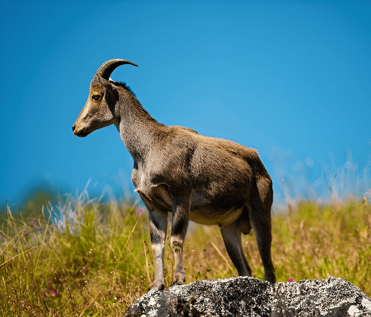 Eravikulam National Park Munnar