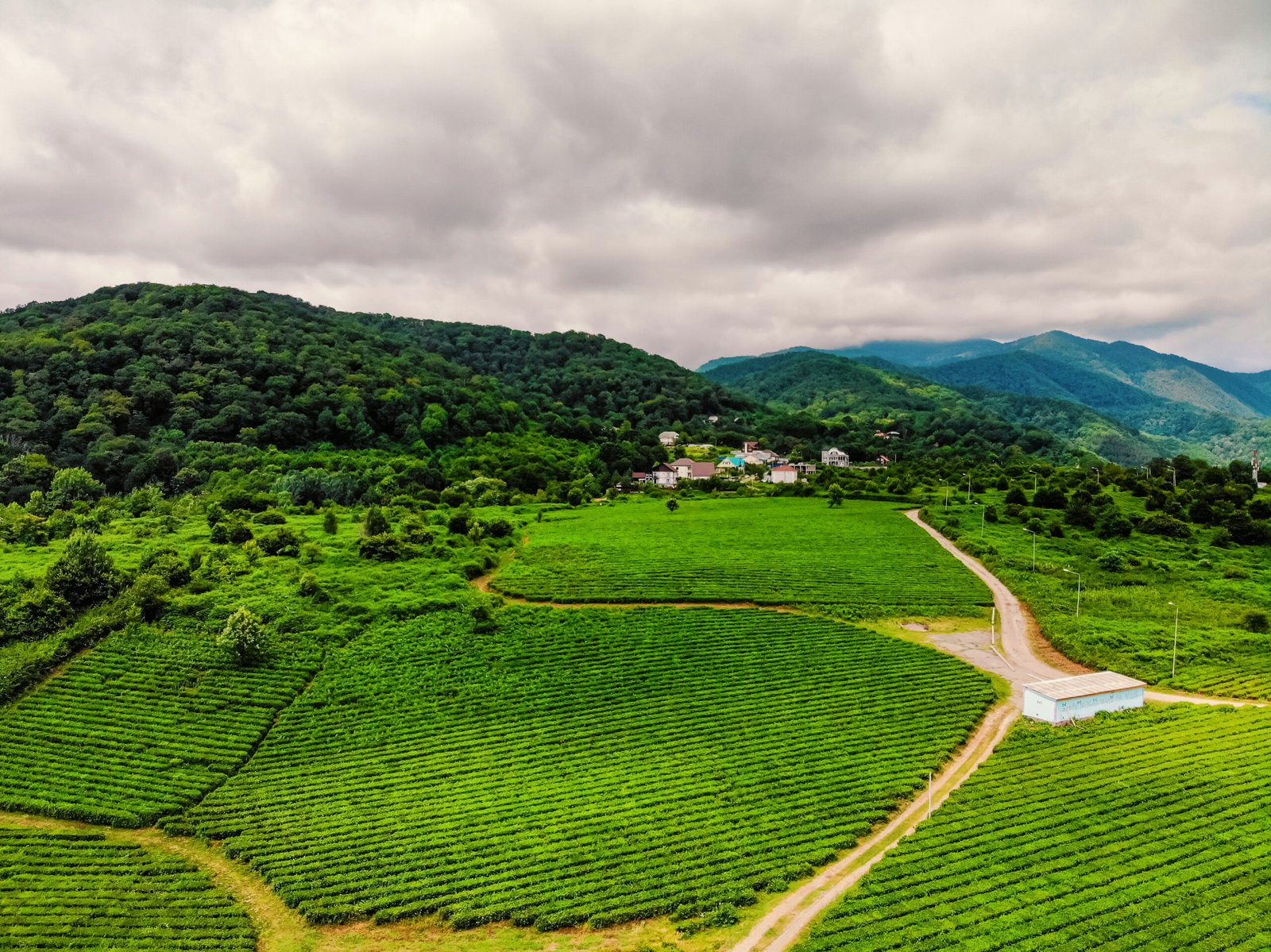 Kolukkumalai Tea Estate - Munnar Tea Gardens