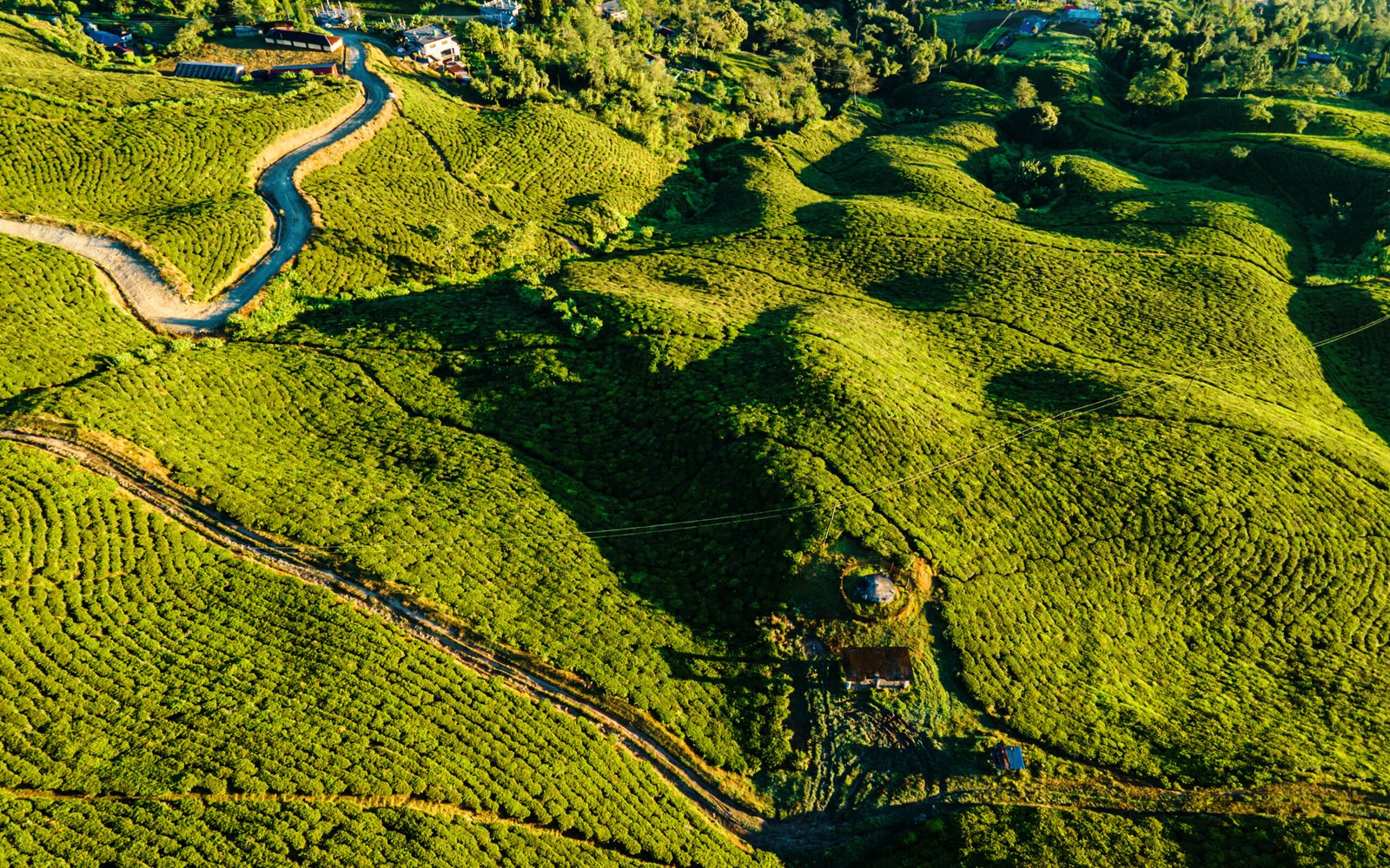 Pallivasal Tea Garden - Tea Gardens Munnar