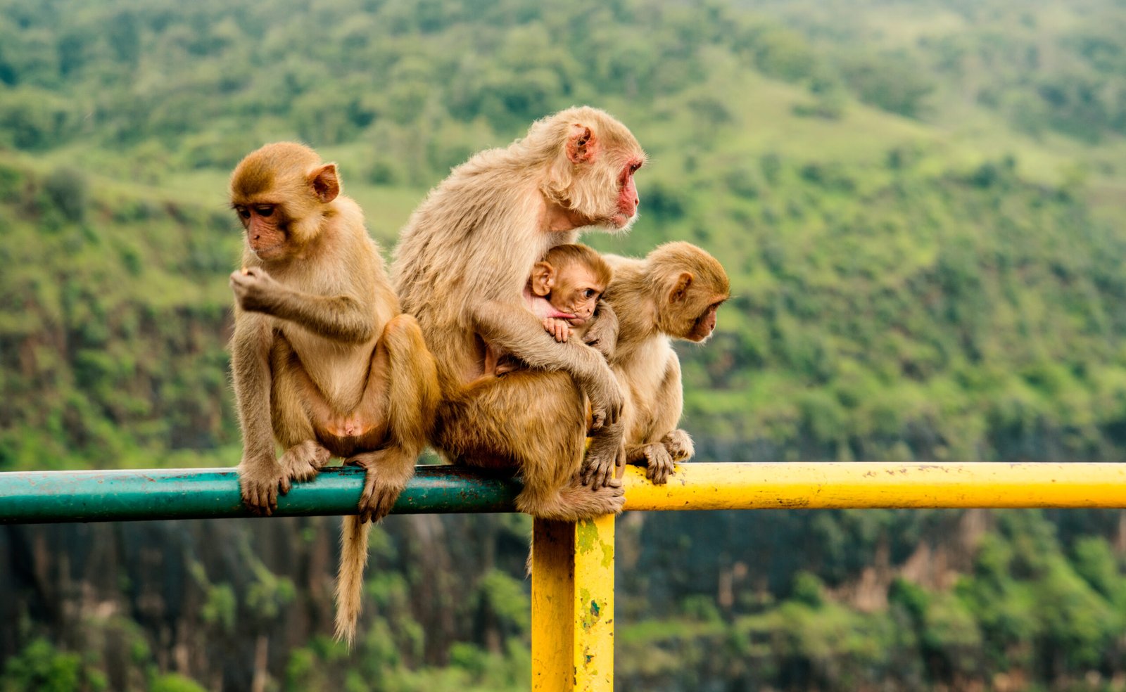 Chinnar Wildlife Sanctuary - Munnar