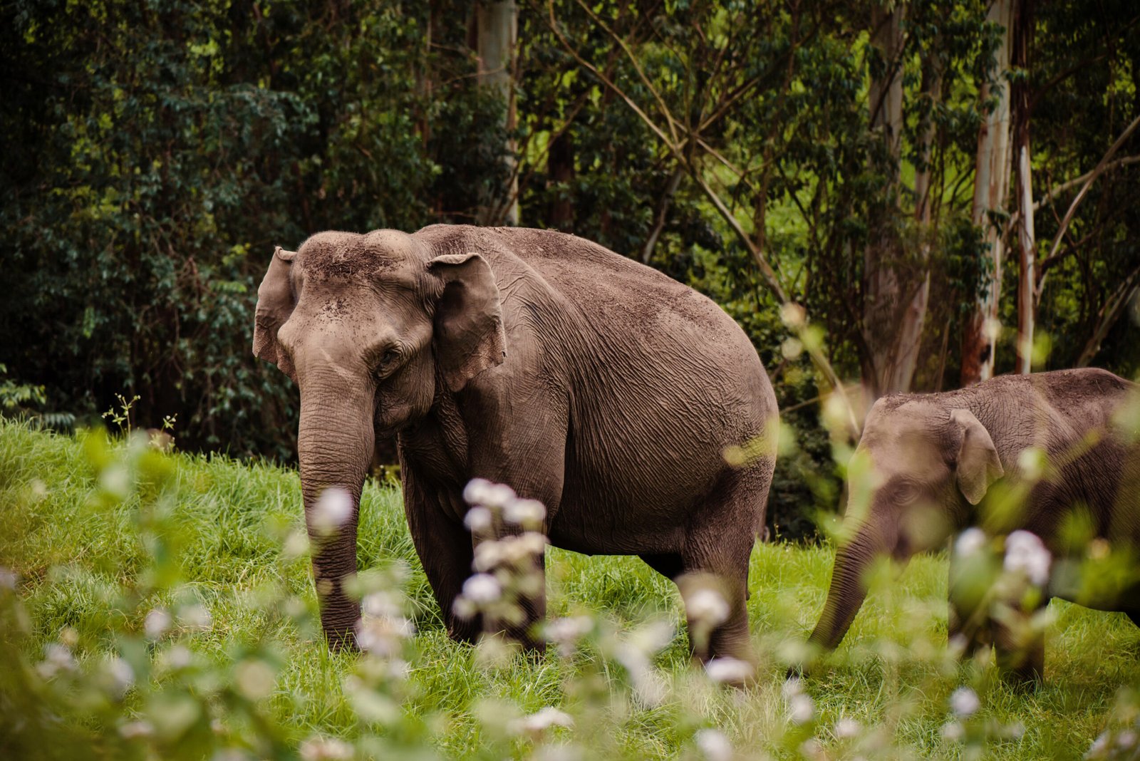 Chinnar Wildlife Sanctuary - Munnar