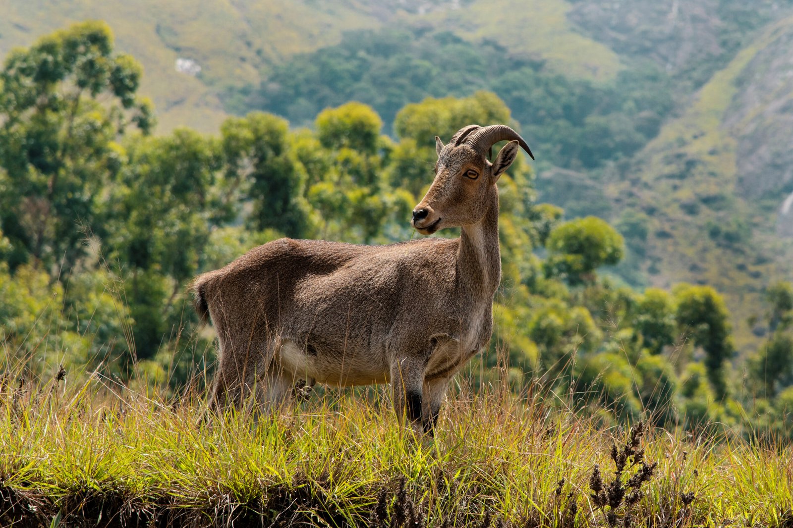 Chinnar Wildlife Sanctuary - Munnar