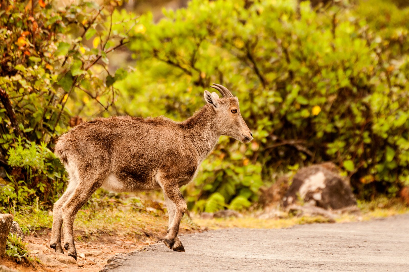 Chinnar Wildlife Sanctuary - Munnar