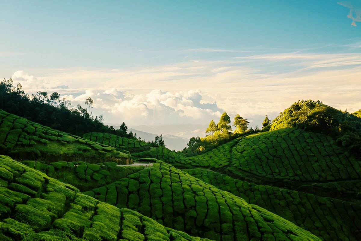 Kolukkumalai Tea Estate - Munnar Attractions