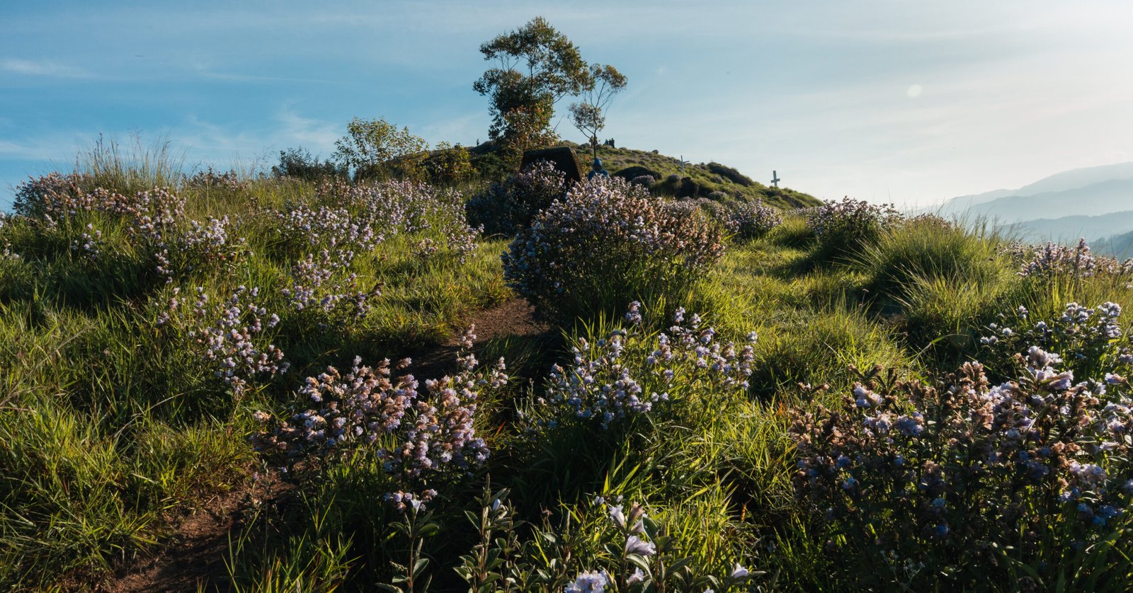 Neelakurinji - Munnar