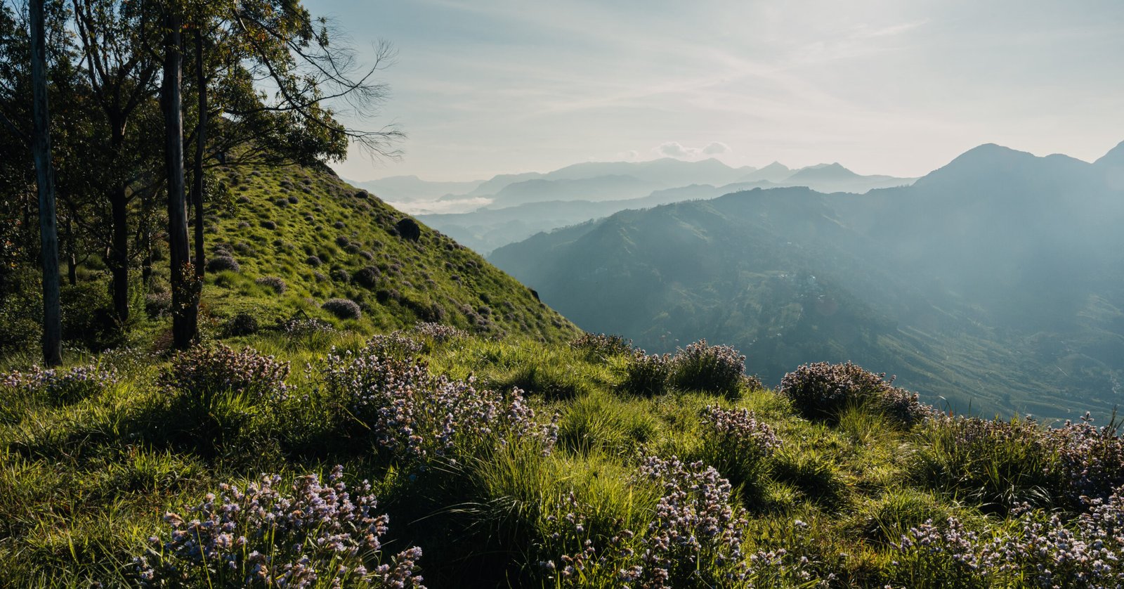 Neelakurinji - Munnar